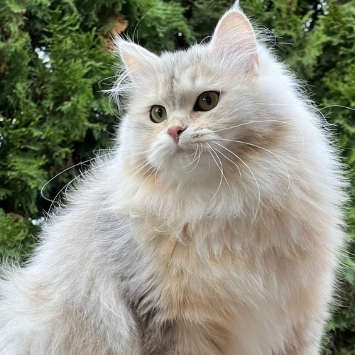 Vivienne500x500